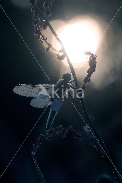 Viervlek (Libellula quadrimaculata)