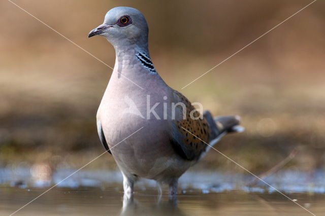 Zomertortel (Streptopelia turtur)