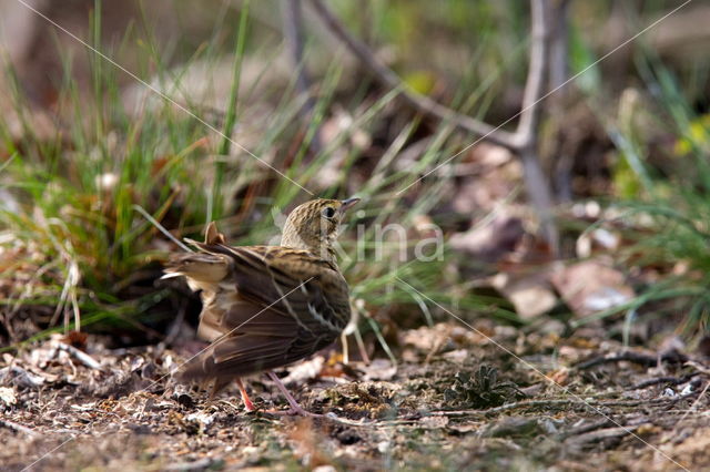 Boompieper (Anthus trivialis)