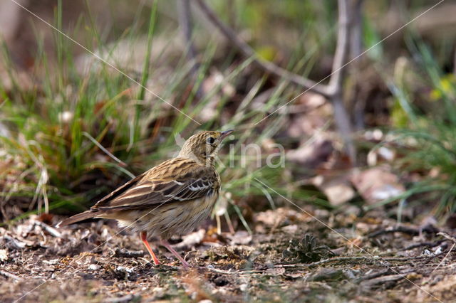 Boompieper (Anthus trivialis)