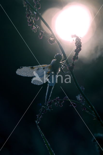 Viervlek (Libellula quadrimaculata)