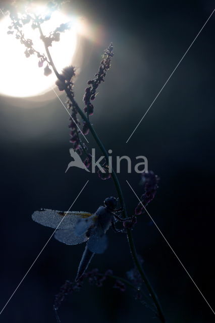 Viervlek (Libellula quadrimaculata)