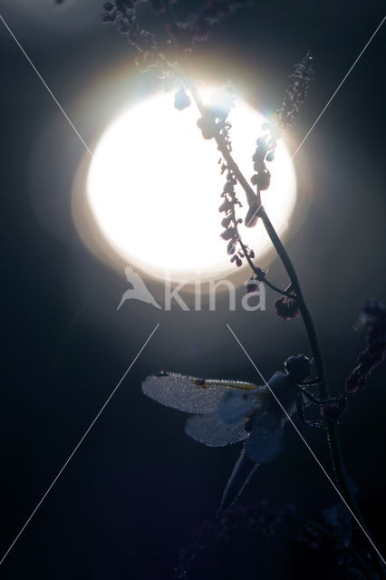 Viervlek (Libellula quadrimaculata)