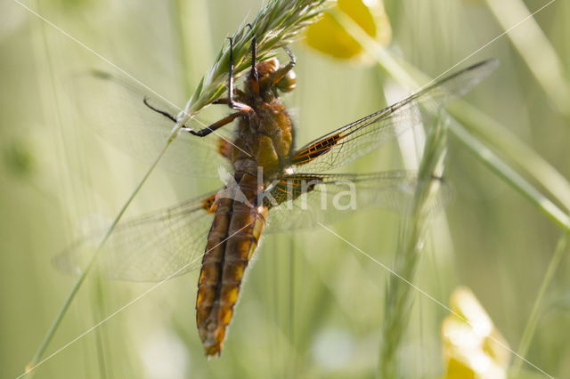 Viervlek (Libellula quadrimaculata)