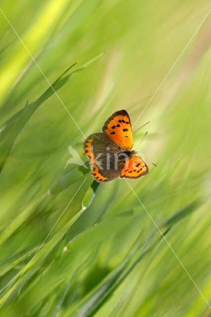 Kleine vuurvlinder (Lycaena phlaeas)