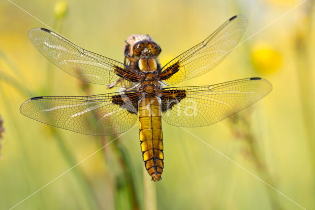 Viervlek (Libellula quadrimaculata)