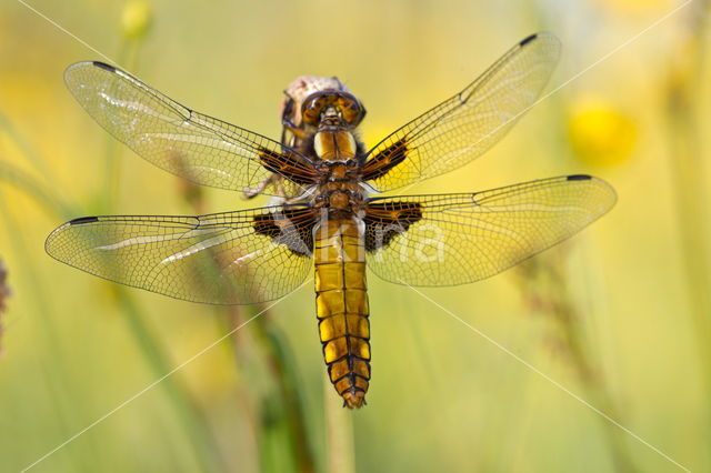 Viervlek (Libellula quadrimaculata)