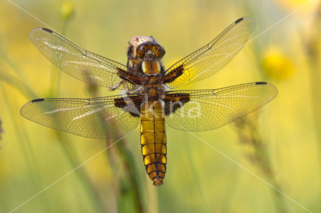 Viervlek (Libellula quadrimaculata)