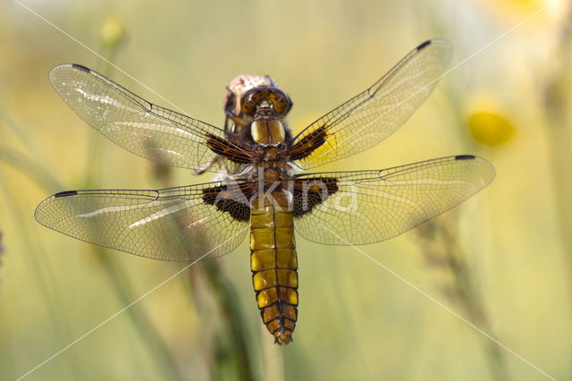 Viervlek (Libellula quadrimaculata)