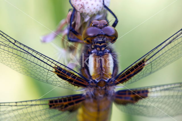 Viervlek (Libellula quadrimaculata)