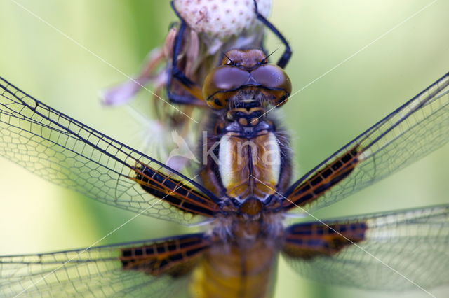 Four-spotted Chaser (Libellula quadrimaculata)