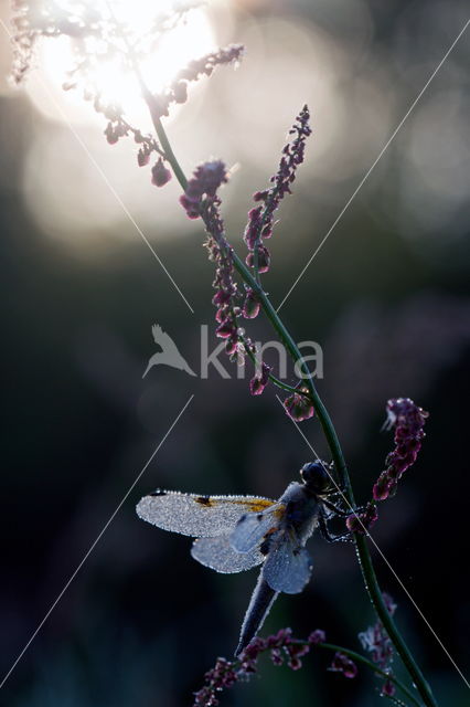 Viervlek (Libellula quadrimaculata)