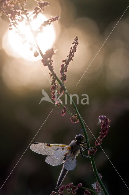 Viervlek (Libellula quadrimaculata)