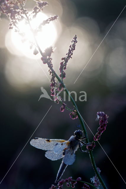 Viervlek (Libellula quadrimaculata)