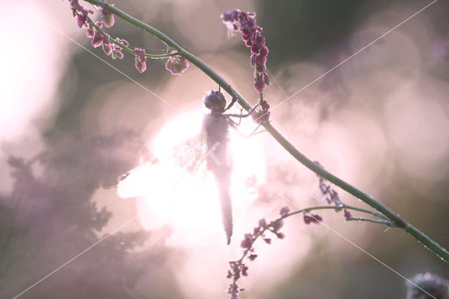 Viervlek (Libellula quadrimaculata)