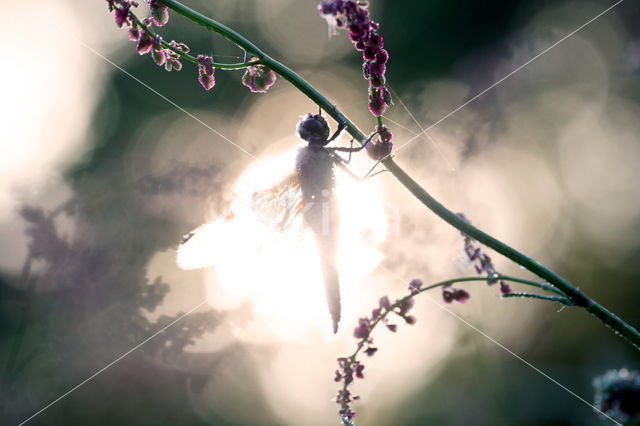 Four-spotted Chaser (Libellula quadrimaculata)