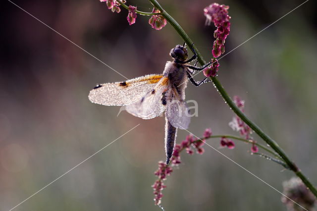 Viervlek (Libellula quadrimaculata)