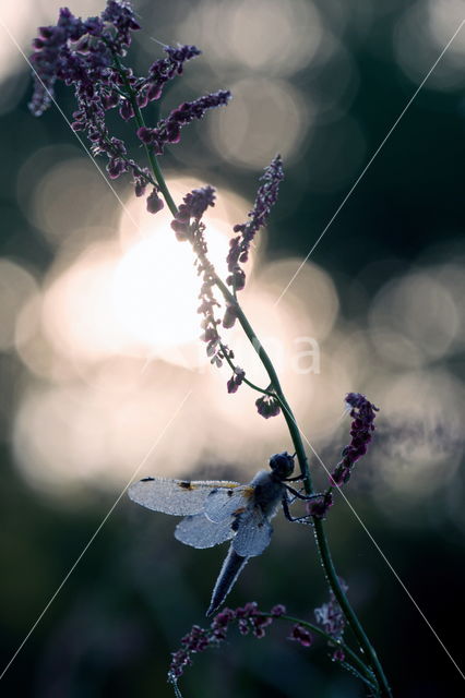 Viervlek (Libellula quadrimaculata)