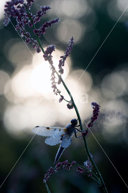 Viervlek (Libellula quadrimaculata)