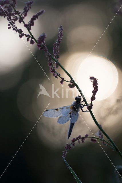 Viervlek (Libellula quadrimaculata)