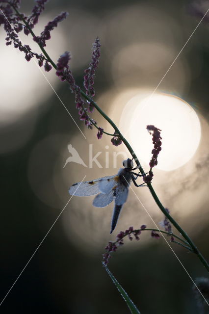 Viervlek (Libellula quadrimaculata)