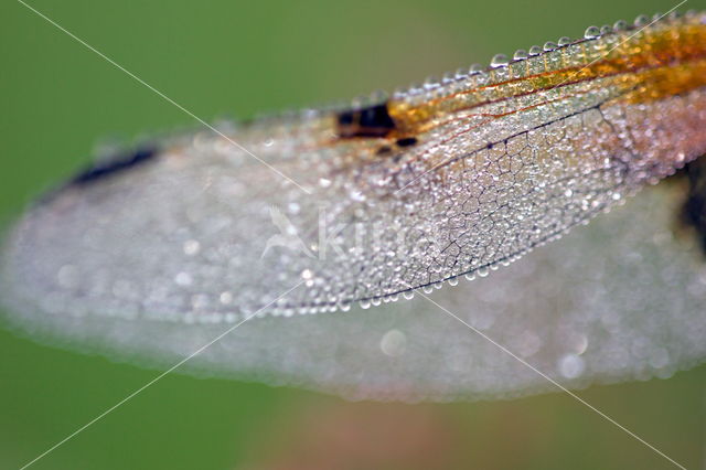 Viervlek (Libellula quadrimaculata)