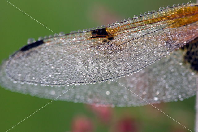 Viervlek (Libellula quadrimaculata)