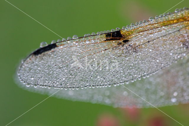 Viervlek (Libellula quadrimaculata)