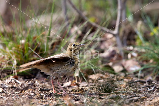 Boompieper (Anthus trivialis)