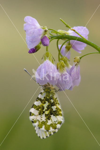 Pinksterbloem (Cardamine pratensis)