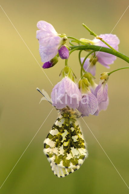 Pinksterbloem (Cardamine pratensis)