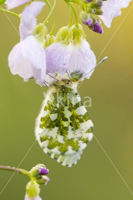 Pinksterbloem (Cardamine pratensis)