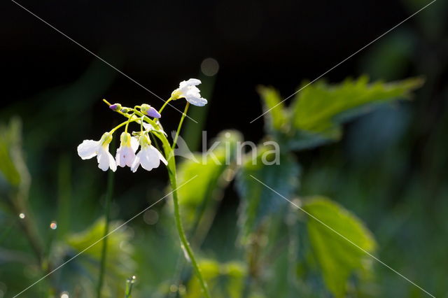 Pinksterbloem (Cardamine pratensis)