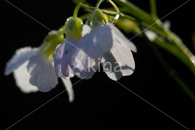 Pinksterbloem (Cardamine pratensis)