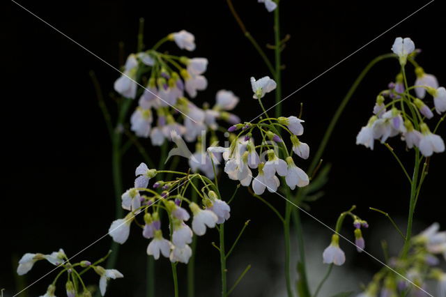 Pinksterbloem (Cardamine pratensis)