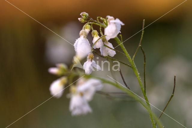 Pinksterbloem (Cardamine pratensis)