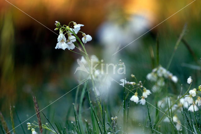 Pinksterbloem (Cardamine pratensis)