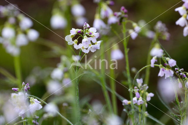 Pinksterbloem (Cardamine pratensis)