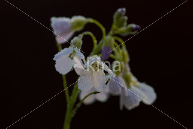 Pinksterbloem (Cardamine pratensis)