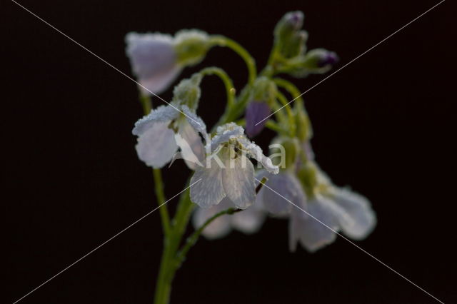 Pinksterbloem (Cardamine pratensis)