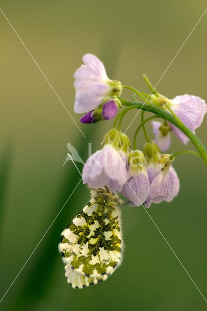 Pinksterbloem (Cardamine pratensis)