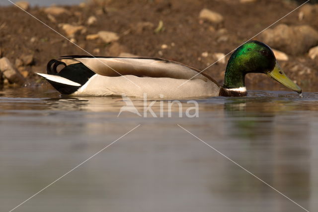 Wilde Eend (Anas platyrhynchos)