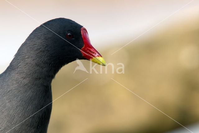 Waterhoen (Gallinula chloropus garmani)