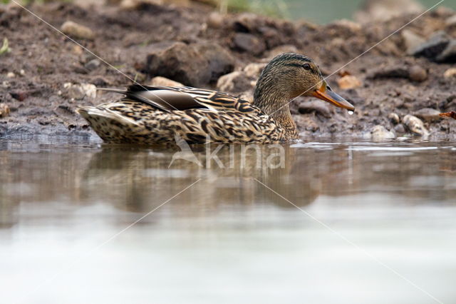 Wilde Eend (Anas platyrhynchos)