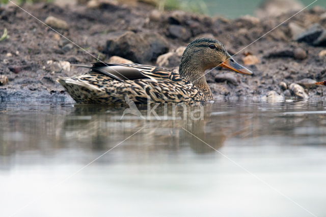 Wilde Eend (Anas platyrhynchos)