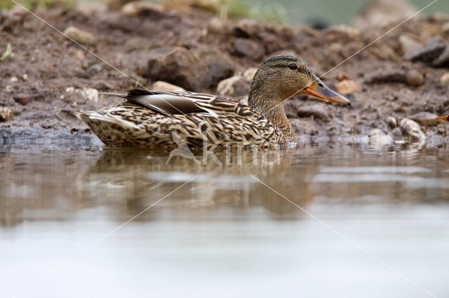 Mallard