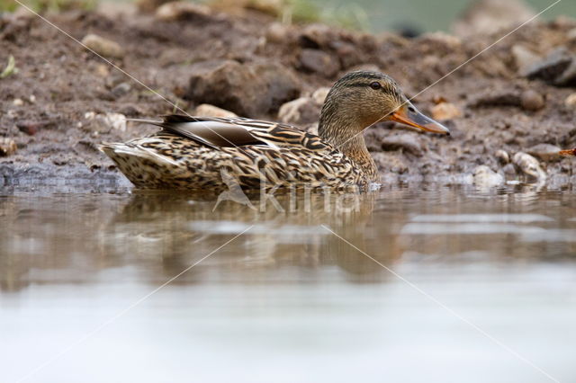 Wilde Eend (Anas platyrhynchos)