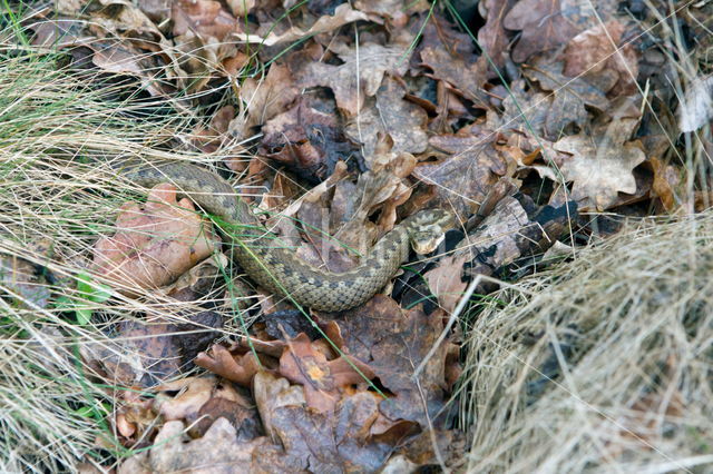 Common Viper (Vipera berus)