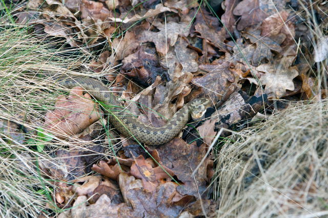 Common Viper (Vipera berus)