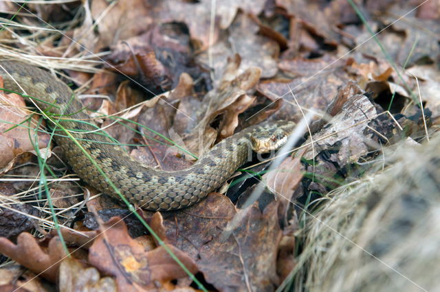 Adder (Vipera berus)